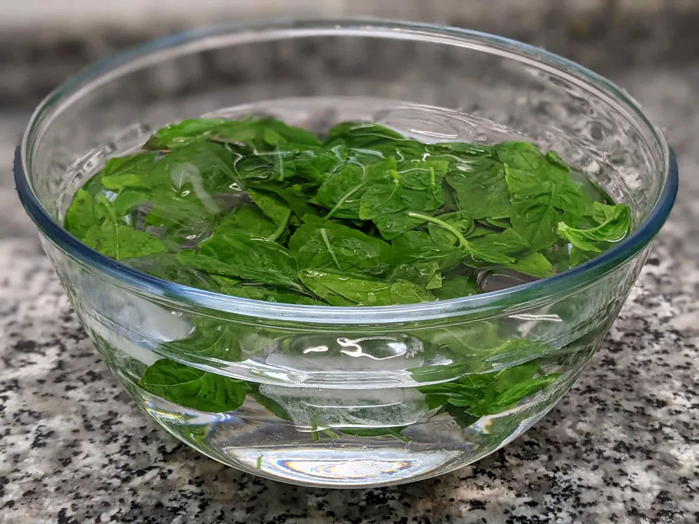Albahaca escaldada en remojo.