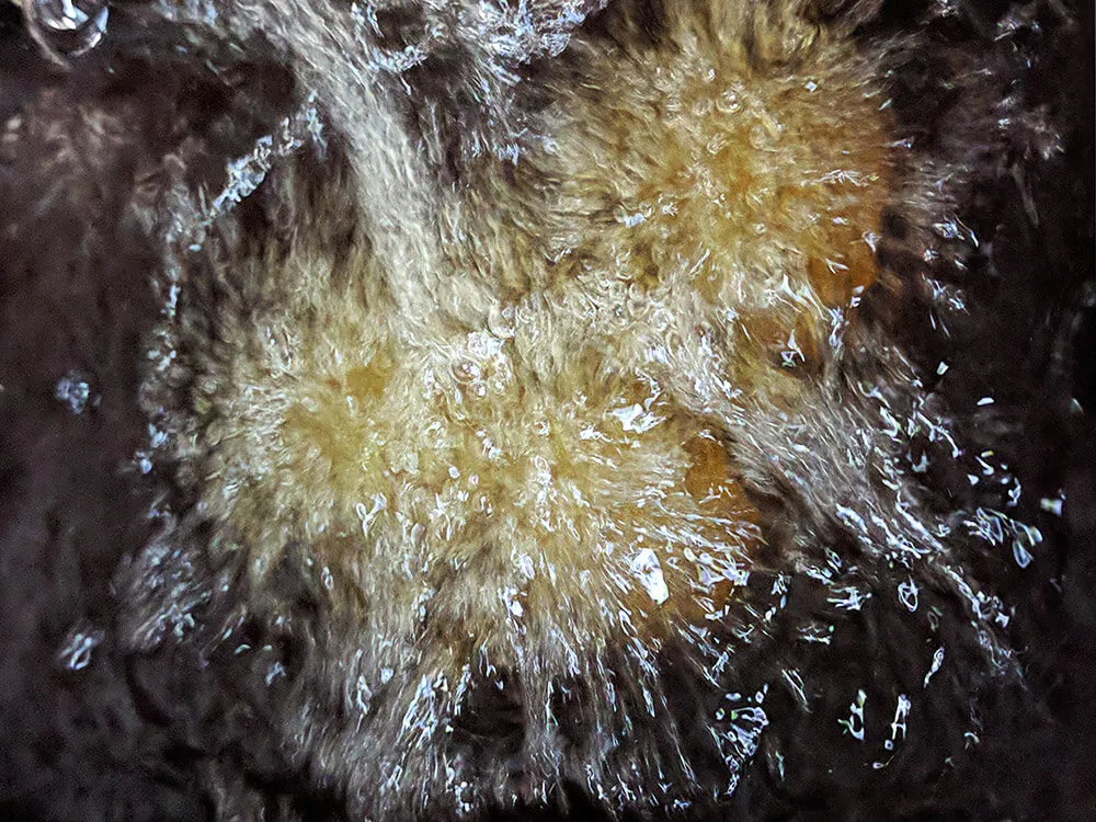 Croquetas en aceite de oliva.