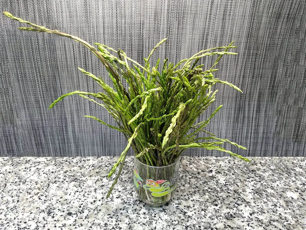 Manojo espárragos trigueros.