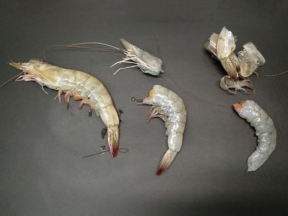 Langostinos crudos pelados.