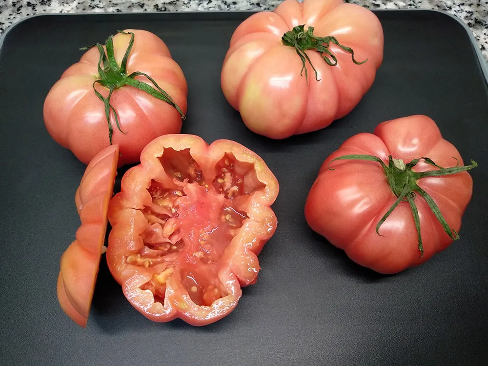 Tomate monterosa cortado y vaciado interior.